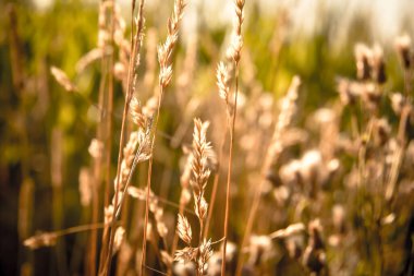 Sahadaki Altın Güneş Çimeni, Doğanın Sıcaklığını ve Huzurunu Yakalıyor. Yüksek kalite fotoğraf