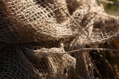 Kış Korunması İçin Bitki Köklerine Sarılmış Çuval Bezi Uygulamasını ve Doğal Dokusunu Vurguluyor. Yüksek kalite fotoğraf