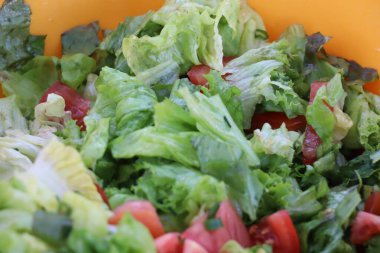 Domatesli taze yeşil salata. Yüksek kalite fotoğraf