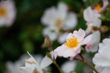 Beyaz Kistus çiçekleri sarı merkezli çiçek açarlar. Yüksek kalite fotoğraf