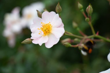  Beyaz Kistus çiçekleri sarı merkezli çiçek açarlar. Yüksek kalite fotoğraf