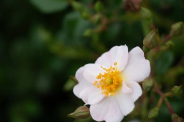  Beyaz Kistus çiçekleri sarı merkezli çiçek açarlar. Yüksek kalite fotoğraf