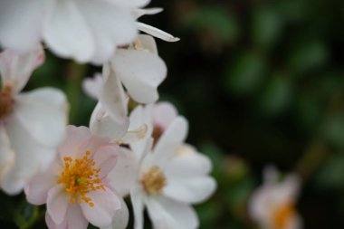  Beyaz Kistus çiçekleri sarı merkezli çiçek açarlar. Yüksek kalite fotoğraf