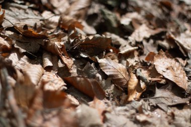 Doğal sonbahar ortamında orman zeminini kaplayan kurumuş yaprakların yakın çekimi. Yüksek kalite fotoğraf