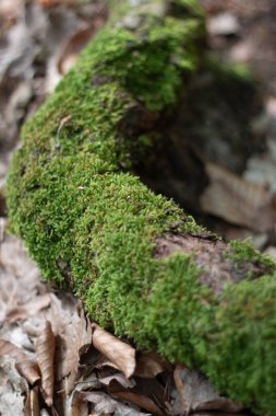 Orman zemininde yosun kaplı ağaç dalı doğal ormanlık alandaki kuru yapraklarla çevrili. Yüksek kalite fotoğraf