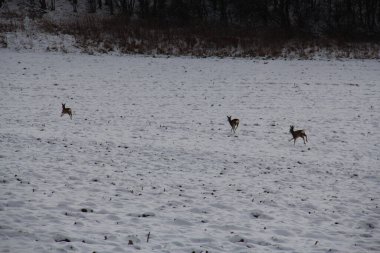  Karlı bir kış tarlasında üç geyik. Vahşi yaşam ve doğa. Yüksek kalite fotoğraf