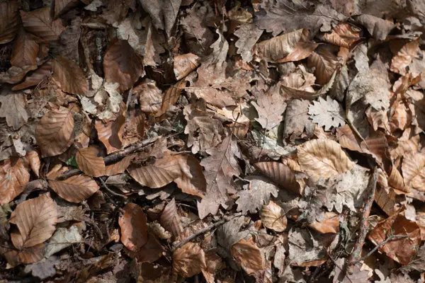 Doğal sonbahar ortamında orman zeminini kaplayan kurumuş yaprakların yakın çekimi. Yüksek kalite fotoğraf