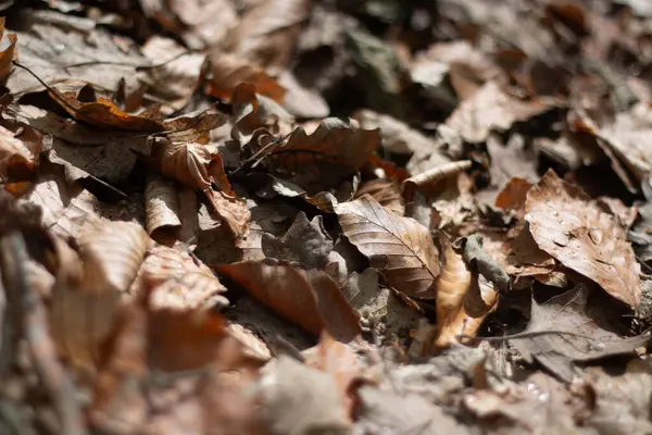 Doğal sonbahar ortamında orman zeminini kaplayan kurumuş yaprakların yakın çekimi. Yüksek kalite fotoğraf