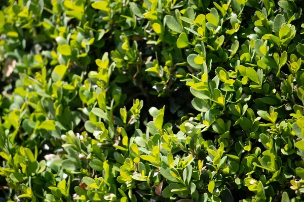 Güneş ışığında parlak yeşil çit yapraklarının yakın çekimi yoğun yeşillik ve doğal dokuyu gösteriyor. Yüksek kalite fotoğraf