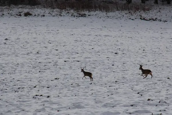 İki geyik kış günü arka planda bir ormanla karla kaplı bir tarlada koşuyor. Yüksek kalite fotoğraf