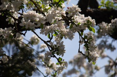 ChatGPT der ki: Mavi bir bahar gökyüzüne karşı ağaç dallarında çiçek açan beyaz elma çiçeklerine yakın plan. Yüksek kalite fotoğraf
