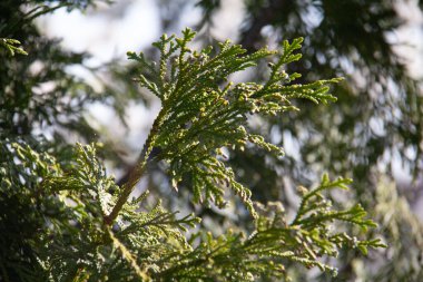  Yeşil thuja ağacı dalları, doğa. Yüksek kalite fotoğraf