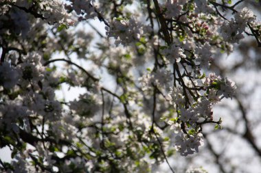 ChatGPT der ki: Mavi bir bahar gökyüzüne karşı ağaç dallarında çiçek açan beyaz elma çiçeklerine yakın plan. Yüksek kalite fotoğraf