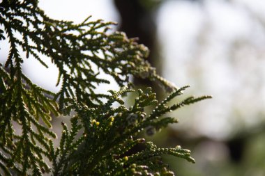  Yeşil thuja ağacı dalları, doğa. Yüksek kalite fotoğraf