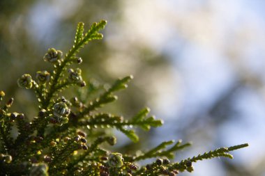  Yeşil thuja ağacı dalları, doğa. Yüksek kalite fotoğraf