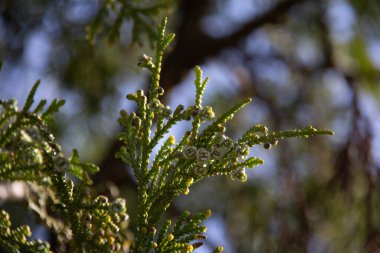  Yeşil thuja ağacı dalları, doğa. Yüksek kalite fotoğraf