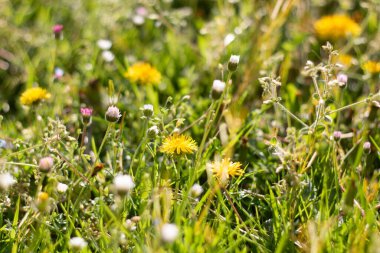  Sarı karahindiba bahçeli yeşil çayır, bahar doğası. Yüksek kalite fotoğraf