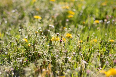  Sarı karahindiba bahçeli yeşil çayır, bahar doğası. Yüksek kalite fotoğraf