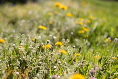  Sarı karahindiba bahçeli yeşil çayır, bahar doğası. Yüksek kalite fotoğraf
