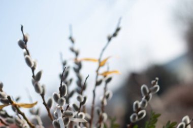  Catkins or pussy willows for Palm Sunday-seasonal nature. High quality photo