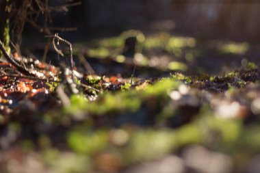  Düşmüş yaprakları ve yumuşak ışık arka planıyla orman zemininde. Yüksek kalite fotoğraf