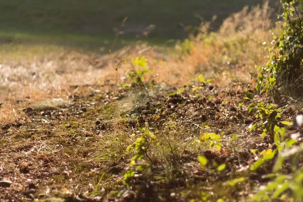  Kuru toprak ve yeşil bitki örtüsüyle güneşli otlak. Yüksek kalite fotoğraf