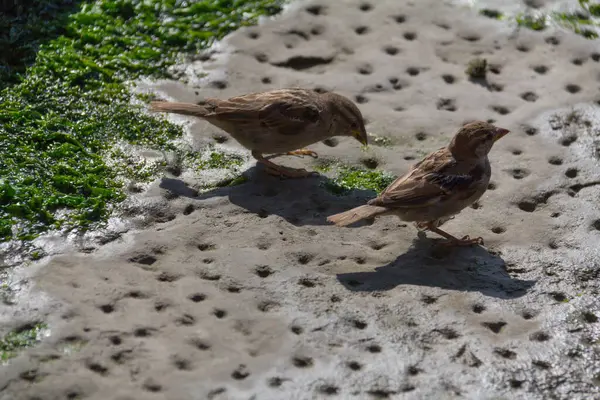  İki küçük serçe dokulu bir taş yüzeyde yürüyor. Yüksek kalite fotoğraf