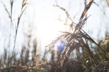  Güneş ışığı uzun otların arasından doğanın özüne doğru parlıyor. Yüksek kalite fotoğraf