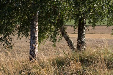  Yazın doğa manzarasında huş ağaçları. Yüksek kalite fotoğraf