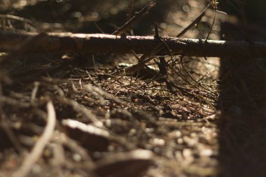  Dalları ve yumuşak güneş ışığı arka planıyla orman zemininde. Yüksek kalite fotoğraf
