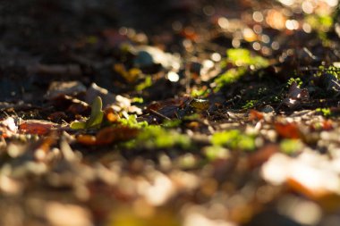  Düşmüş yaprakları ve yumuşak ışık arka planıyla orman zemininde. Yüksek kalite fotoğraf