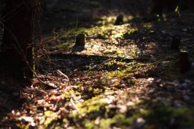  Ormanın zemininde güneş ışığı ve ışık. Yüksek kalite fotoğraf