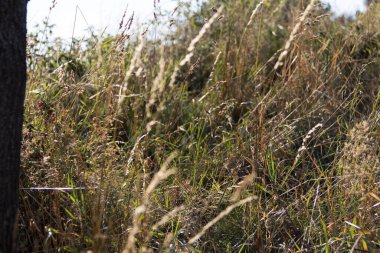  Arazi arka planında uzun, kuru çimenler. Yüksek kalite fotoğraf