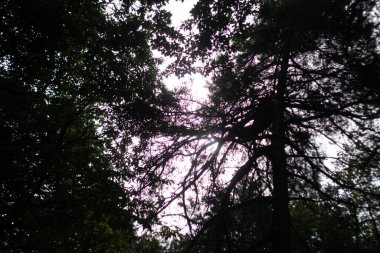  Karanlık ağaç örtüsü, ışık-karamsar doğa arka planına sahip. Yüksek kalite fotoğraf