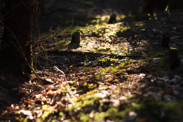  Ormanın zemininde güneş ışığı ve ışık. Yüksek kalite fotoğraf