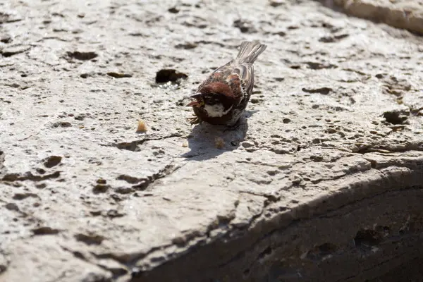  Kalıplı taş yüzeyde yürüyen tek bir serçe kuşu. Yüksek kalite fotoğraf