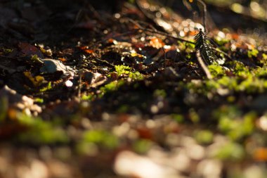  Düşmüş yaprakları ve yumuşak ışık arka planıyla orman zemininde. Yüksek kalite fotoğraf