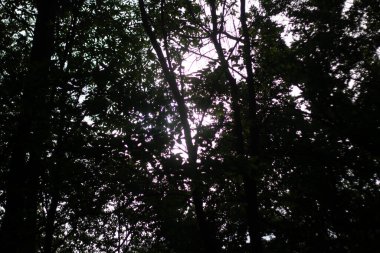  Karanlık ağaç örtüsü, ışık-karamsar doğa arka planına sahip. Yüksek kalite fotoğraf