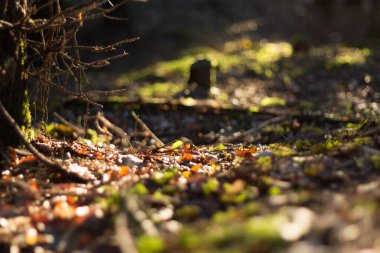  Dağınık dalları ve güneşli yosunlarıyla orman zemininde. Yüksek kalite fotoğraf