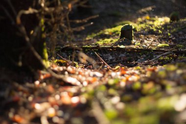  Düşmüş yaprakları ve yumuşak ışık arka planıyla orman zemininde. Yüksek kalite fotoğraf