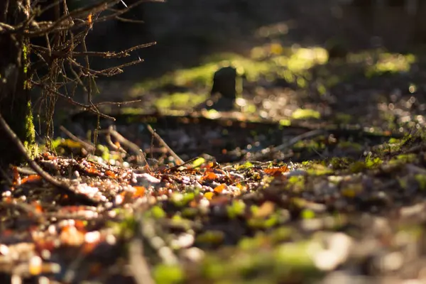  Dağınık dalları ve güneşli yosunlarıyla orman zemininde. Yüksek kalite fotoğraf