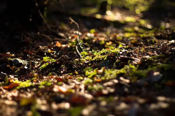  Düşmüş yaprakları ve yumuşak ışık arka planıyla orman zemininde. Yüksek kalite fotoğraf