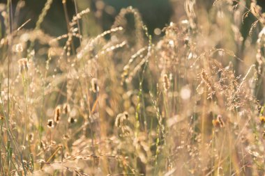  Bir tarlada güneş ışığıyla aydınlanan altın çimenlerin yakın çekimi. Yüksek kalite fotoğraf