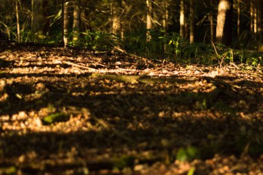  Koyu gri arka plan minimalist dokusu. Yüksek kalite fotoğraf