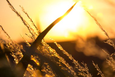  Çimen sap-doğa arka planının arkasındaki altın gün batımı ışığı. Yüksek kalite fotoğraf