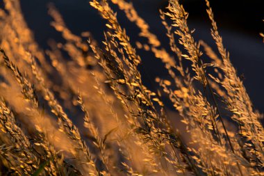  Çimen sap-doğa arka planının arkasındaki altın gün batımı ışığı. Yüksek kalite fotoğraf