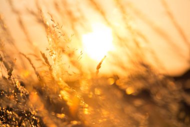  Çimen sap-doğa arka planının arkasındaki altın gün batımı ışığı. Yüksek kalite fotoğraf