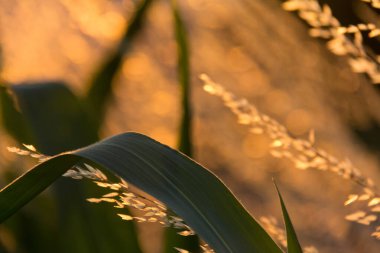  Gün batımı arka planında, uzun ve kuru çimenlerin üzerinde altın bir ışık. Yüksek kalite fotoğraf