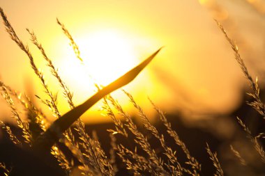  Gün batımı arka planında, uzun ve kuru çimenlerin üzerinde altın bir ışık. Yüksek kalite fotoğraf