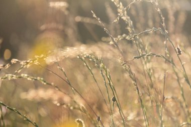  Aydınlatılmış kuru otlar ve kır çiçekleri. Yüksek kalite fotoğraf